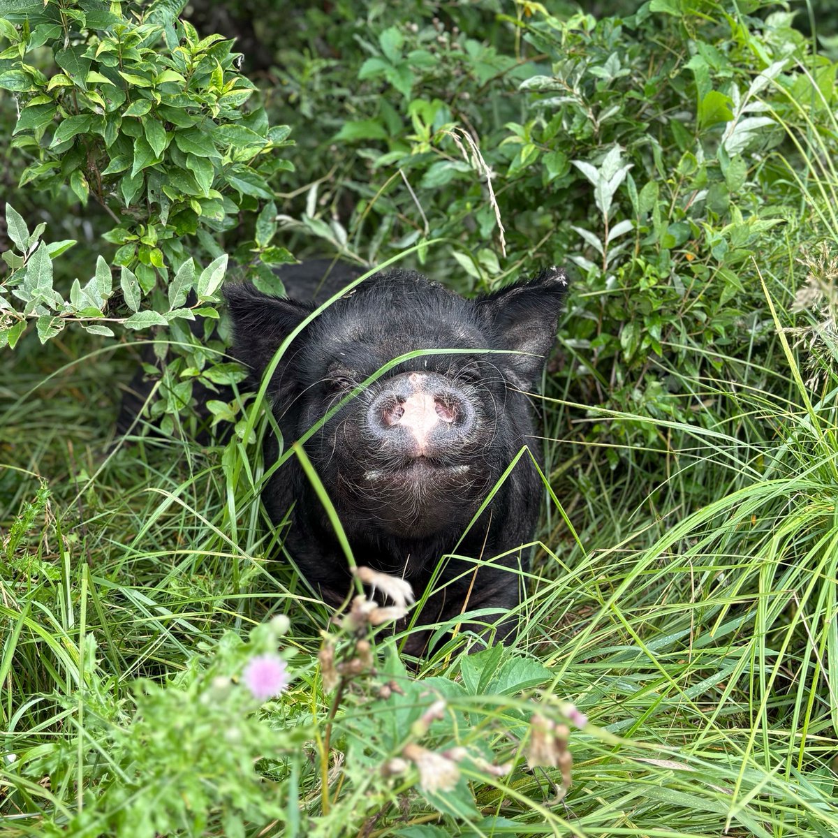 BarnSanctuary's tweet photo. #SaturdaySnoot with love from Durden! ๐ฝ https://t.co/KaV4FAVPKF