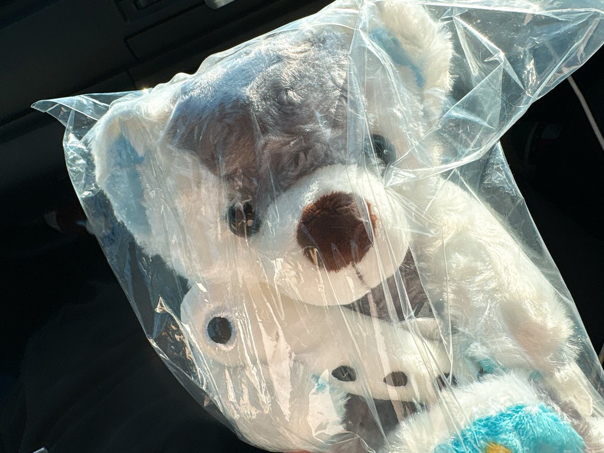 mahopan917's tweet image. サービスエリアでご当地くまGET~|•ω•,,)っ🧸
全国ベア集めたい🥹♡
くまかわいいいいいいいいい(ृᵒ̴̶̷᷄⌑ ᵒ̴̶̷᷅ ृ )ु
今回は江ノ島くま🧸⋆˙⟡
#ご当地ベア
#くま好き