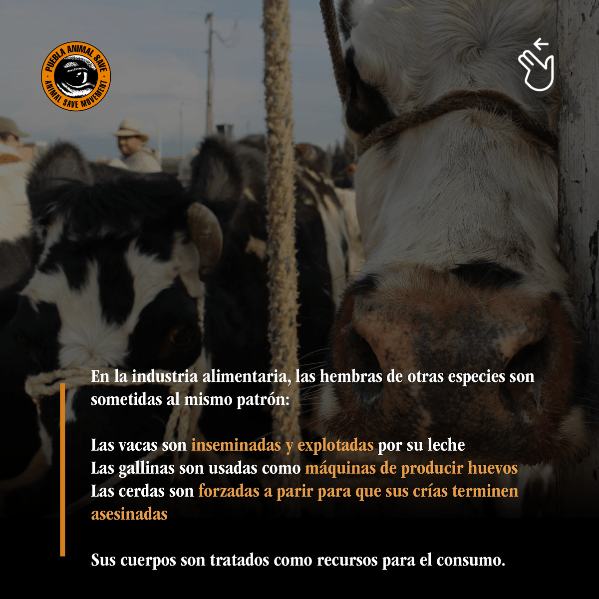 AnimalSavePUE's tweet photo. Discursos que dicen que las mujeres “están hechas para reproducir y cuidar” son machistas y reducen a funciones patriarcales.

La misma lógica sostiene la explotación de hembras en la industria alimentaria: vacas, gallinas y cerdas tratadas como máquinas de producción. https://t.co/uVfjAmDNKP