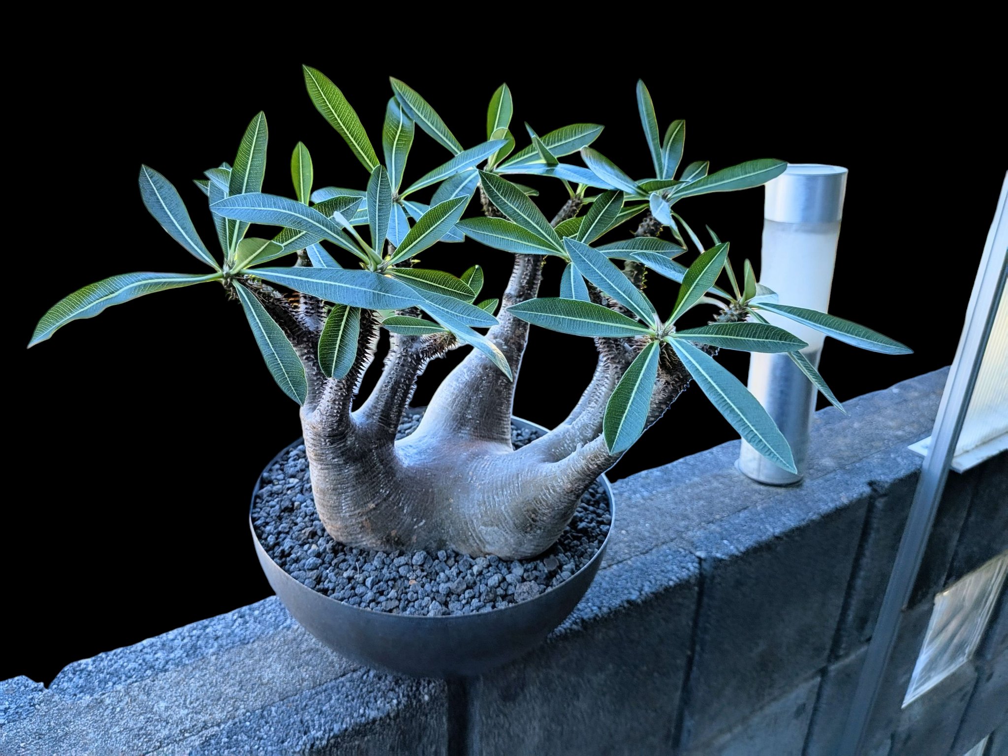 Pachypodium - Search / X