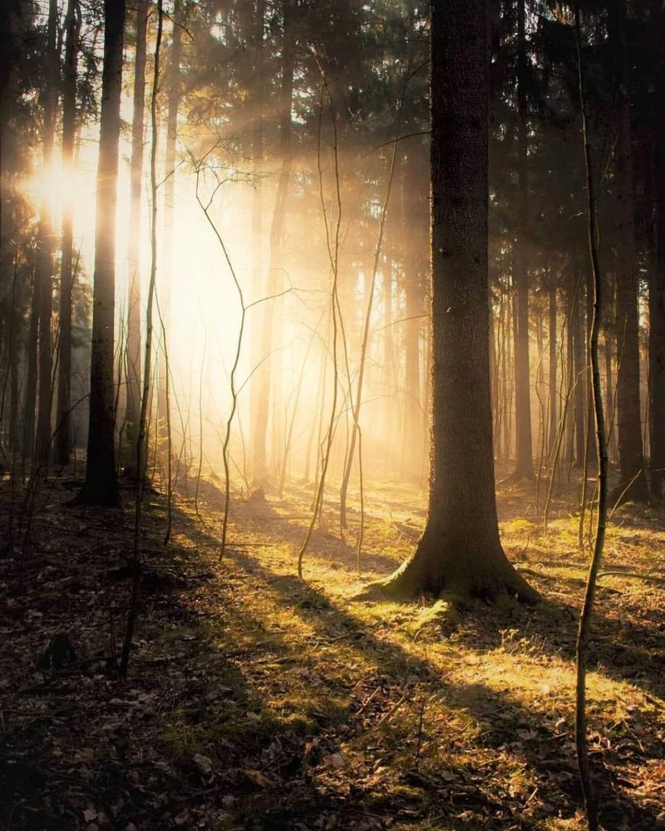 Naji_alt's tweet photo. When sunlight breaks through the forest, magic begins to whisper 🌲✨
A golden moment where nature breathes light and silence glows 🍃🌞
#ForestGlow #SunbeamMagic #NatureWhispers #GoldenLight #PeacefulWoods #MorningInTheWild 🌤️ https://t.co/tVuXYCLyCY