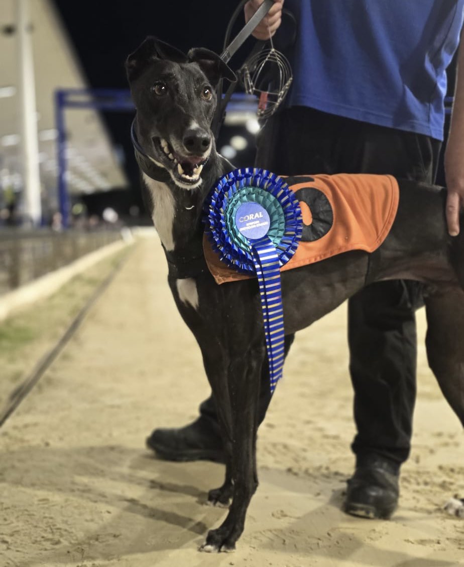 RomfordDogs's tweet image. ⭐️Winner of Race 11 - Romford Saturday 26th July 2025

🥇Trap 5 - TEA LEAF THOR

Trainer🏆- Gemma Evans
Owner(s)🐾- Endless Hope Syndicate

Congratulations to Connections!💕