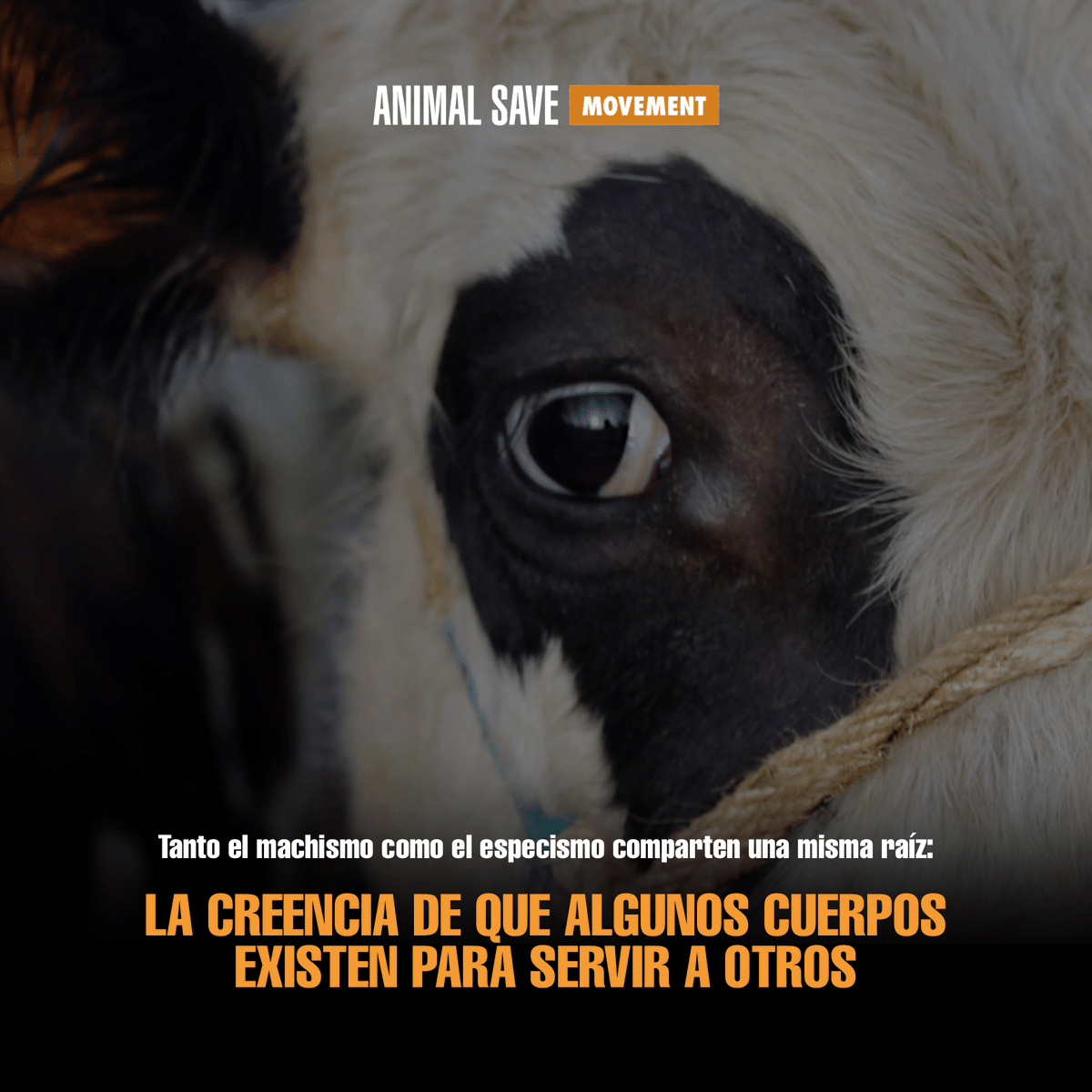 AnimalSavePUE's tweet photo. El machismo y el especismo comparten la misma raíz: creer que algunos cuerpos existen para servir a otros.

✊ La liberación será feminista, antiespecista e interseccional.

#PueblaAnimalSave #FeminismoAntiespecista #LiberaciónAnimal #Antiespecismo https://t.co/R7cpMZwXiC
