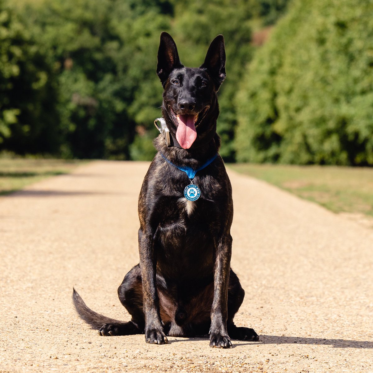 ThinBluePaw's tweet image. We are deeply saddened to learn of the passing of our 2022 Thin Blue Paw Crime Fighting Duo Award winner, Police Dog Toro, who served with Cheshire Police 🌈 We are honoured to share this tribute on behalf of his handler, PC Chris McDonough ⬇️ Our thoughts are with Chris and all…
