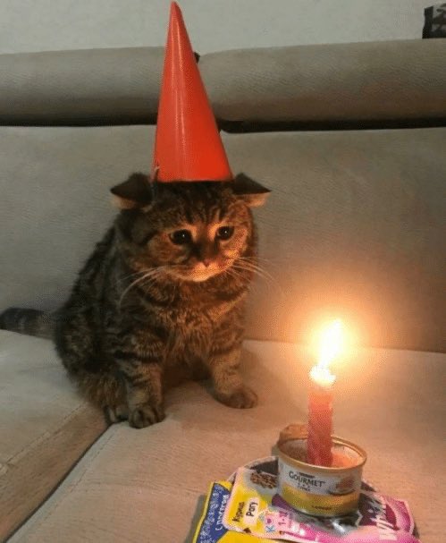 sapphicspiral's tweet image. it’s officially my birthday i turned 26 is that a hot age yet oomfies 🙂↕️🎂🎉