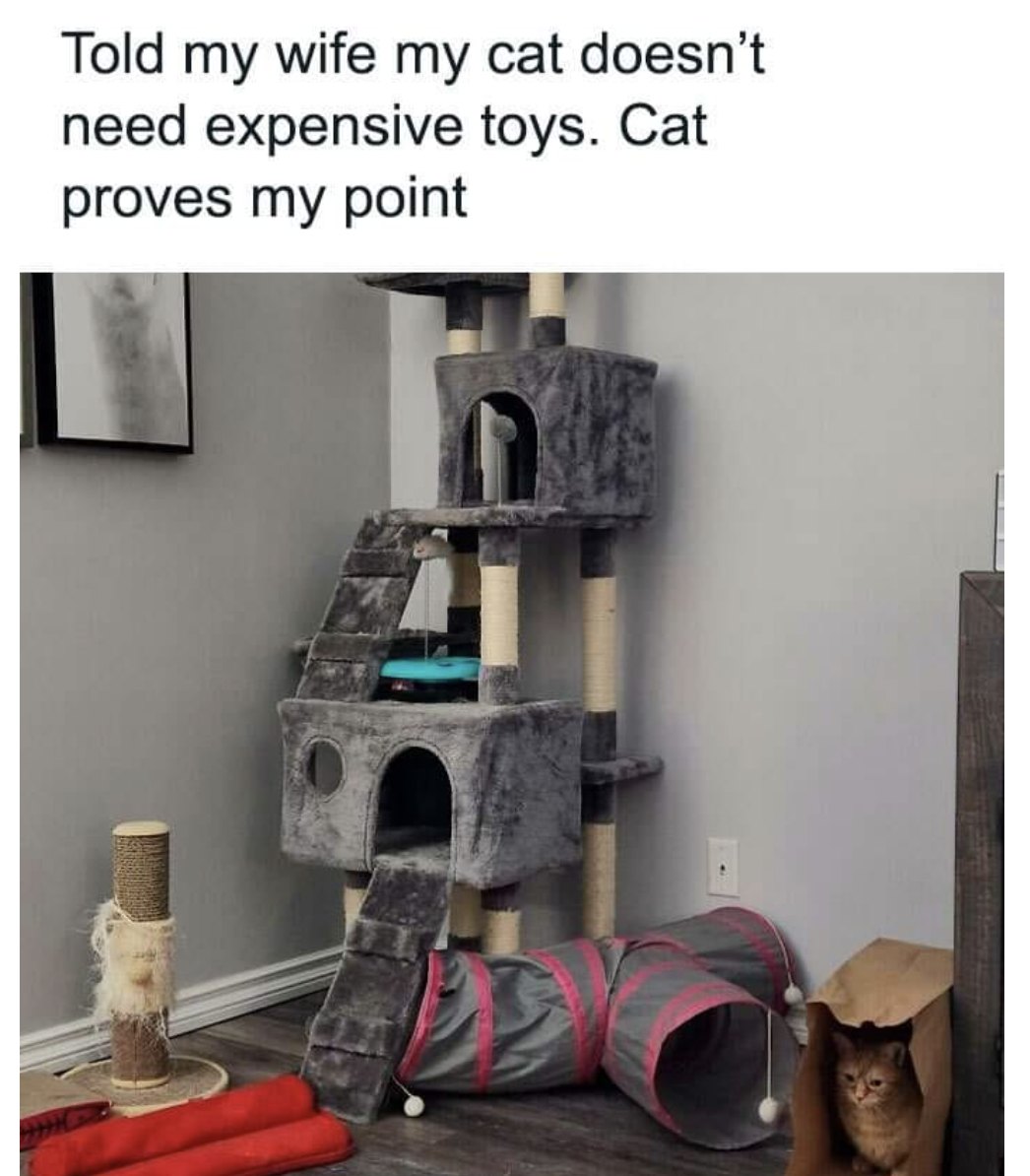 CuteAdorableCat's tweet image. 