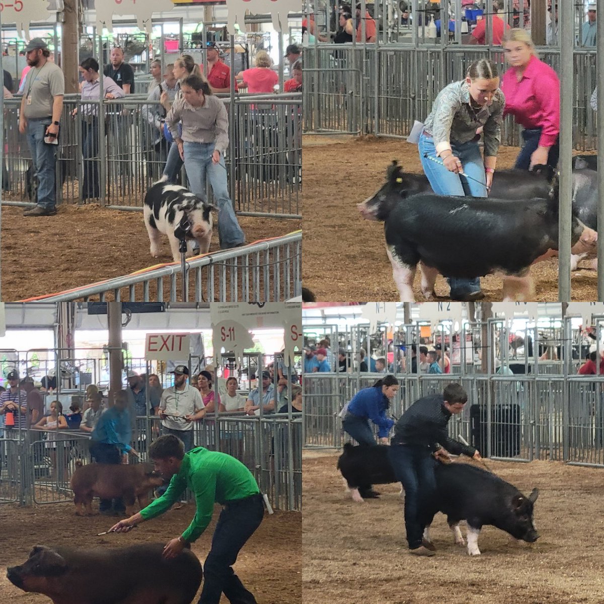 STATE FAIR!  Arcanum had great representation at the Ohio State Fair.  Here are just a few over in Columbus.