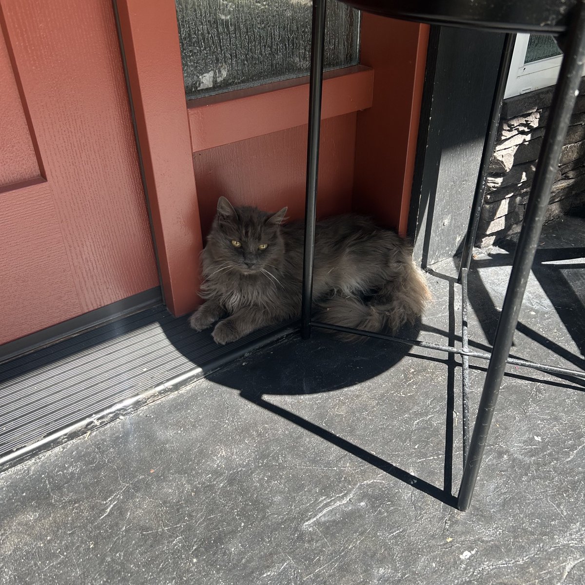 flanliker's tweet image. aww little baby fits perfectly in the shadow