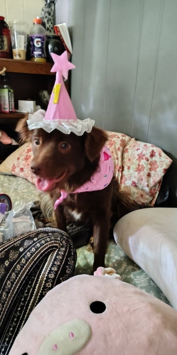 doovendeer's tweet image. It&apos;s her birthday :)