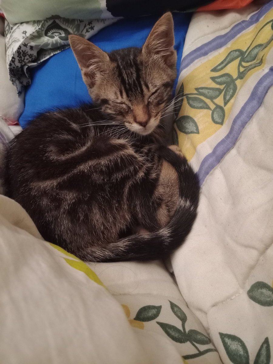 Neo_Pancho's tweet image. Tras un largo día 🐈, ya hay que ir pensando en dormir ❤️