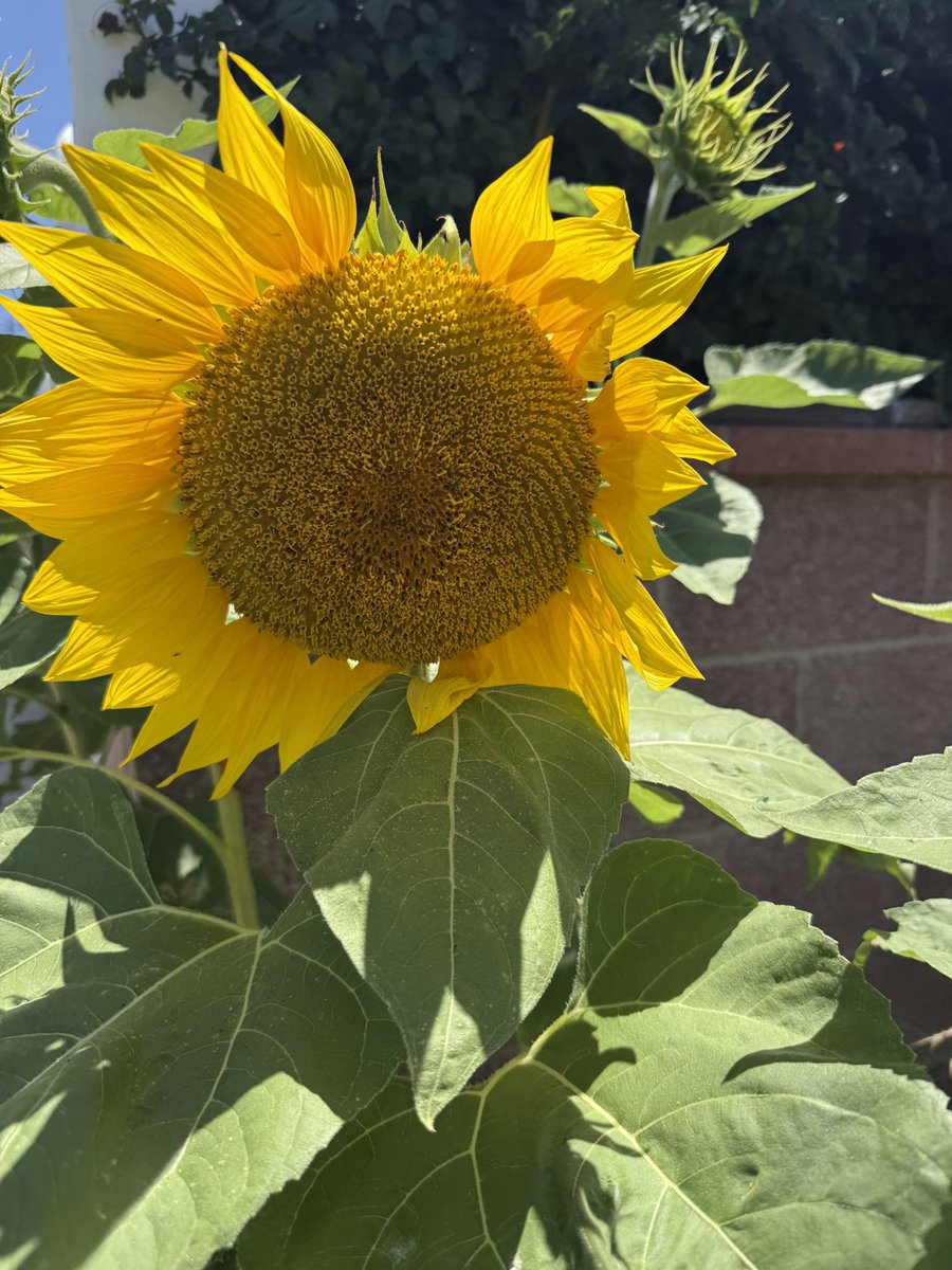 DaddyPilot213's tweet image. Soaking up the sun a good vibes. #Blacboyjoy Peace Love & Flowers