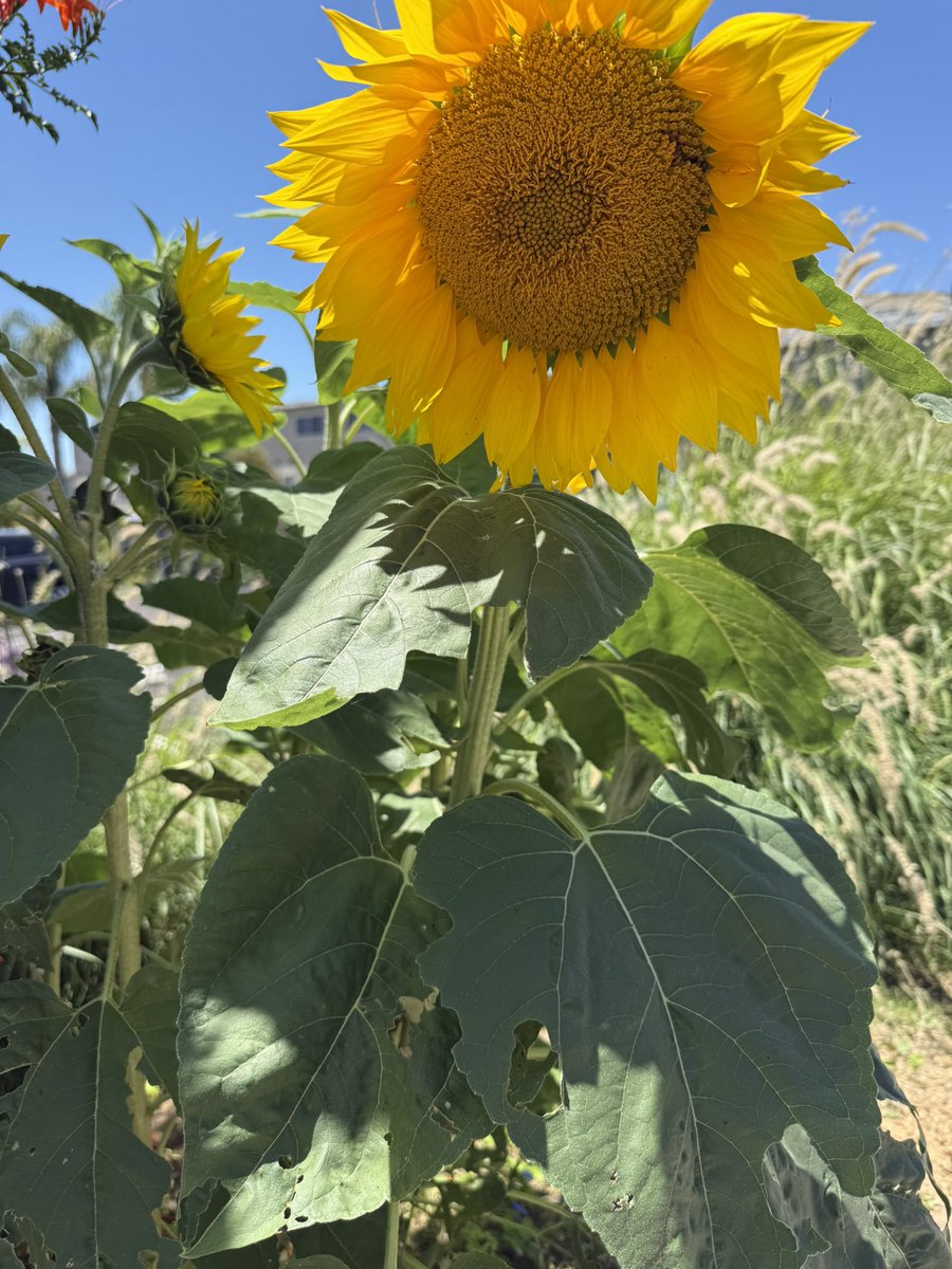 DaddyPilot213's tweet image. Soaking up the sun a good vibes. #Blacboyjoy Peace Love & Flowers