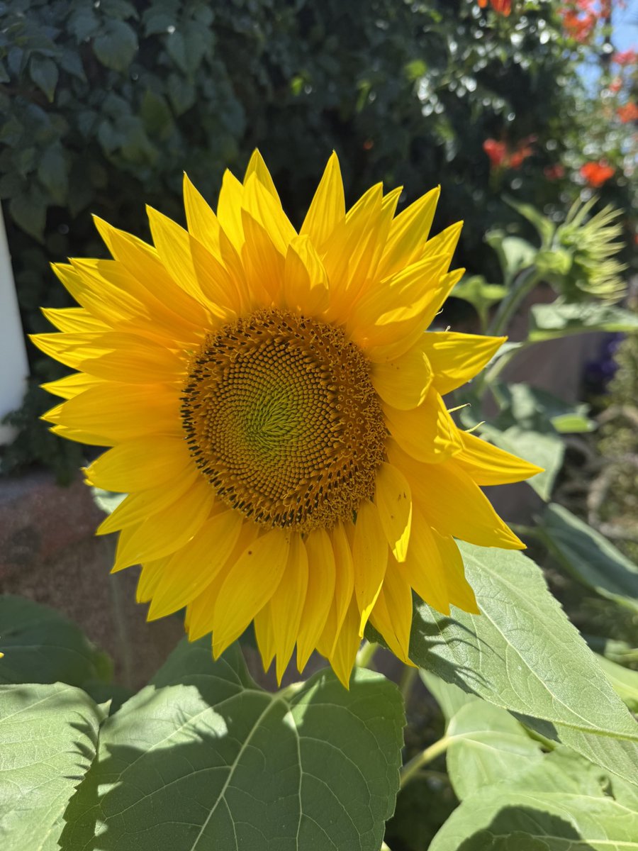 DaddyPilot213's tweet image. Soaking up the sun a good vibes. #Blacboyjoy Peace Love & Flowers