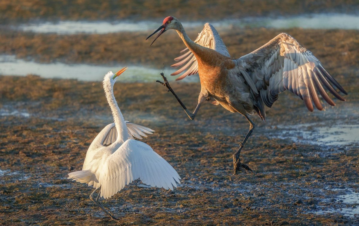 A clash of the wetlands! This sandhill crane clearly wasn’t pleased with the egret’s arrival. (Photo courtesy of Todd DnB) 

#WadingBirds #Cranes #Egrets #Wildlife