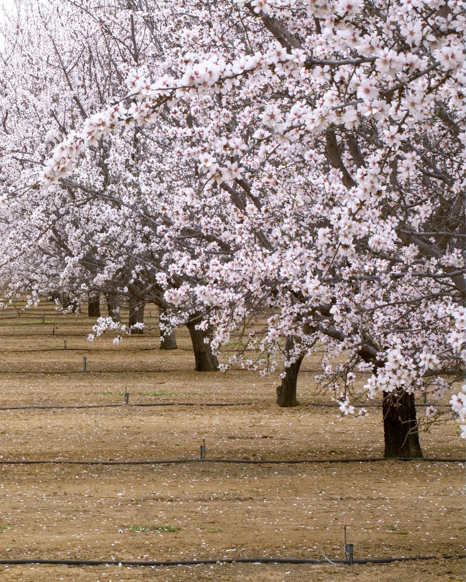 Today is #NationalTreeDay! 🌳 From tree crops, to forests, water is key. That's why at SWAN Systems we are passionate about preserving and enhancing our important resources.
#SWANSystems #SmarterIrrigation #NationalTreeDay
