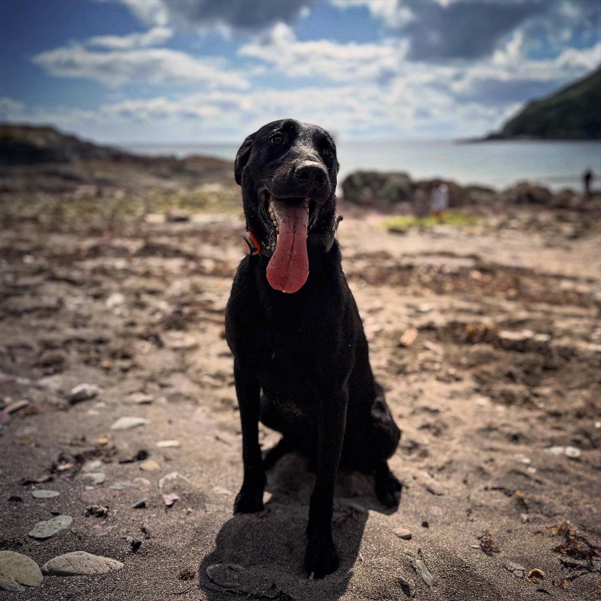 _GS_Albert's tweet image. Boys have been in kennels, so only fair to take them straight to the beach ๐๏ธโ๏ธ๐ถ๐ถ