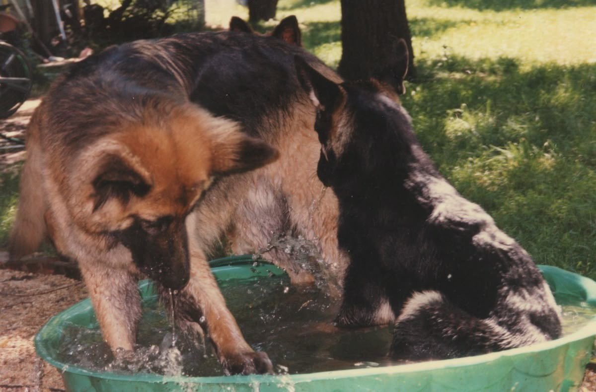 caninecoded's tweet image. my summer plans