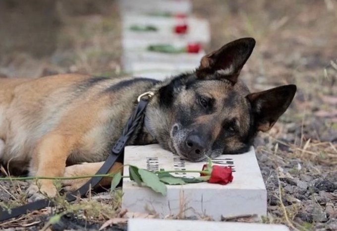 Since the war began, 31 dogs from the IDF's Oketz Unit have died in battles in Gaza, serving faithfully as loyal companions to the soldiers.

We must never forget them.