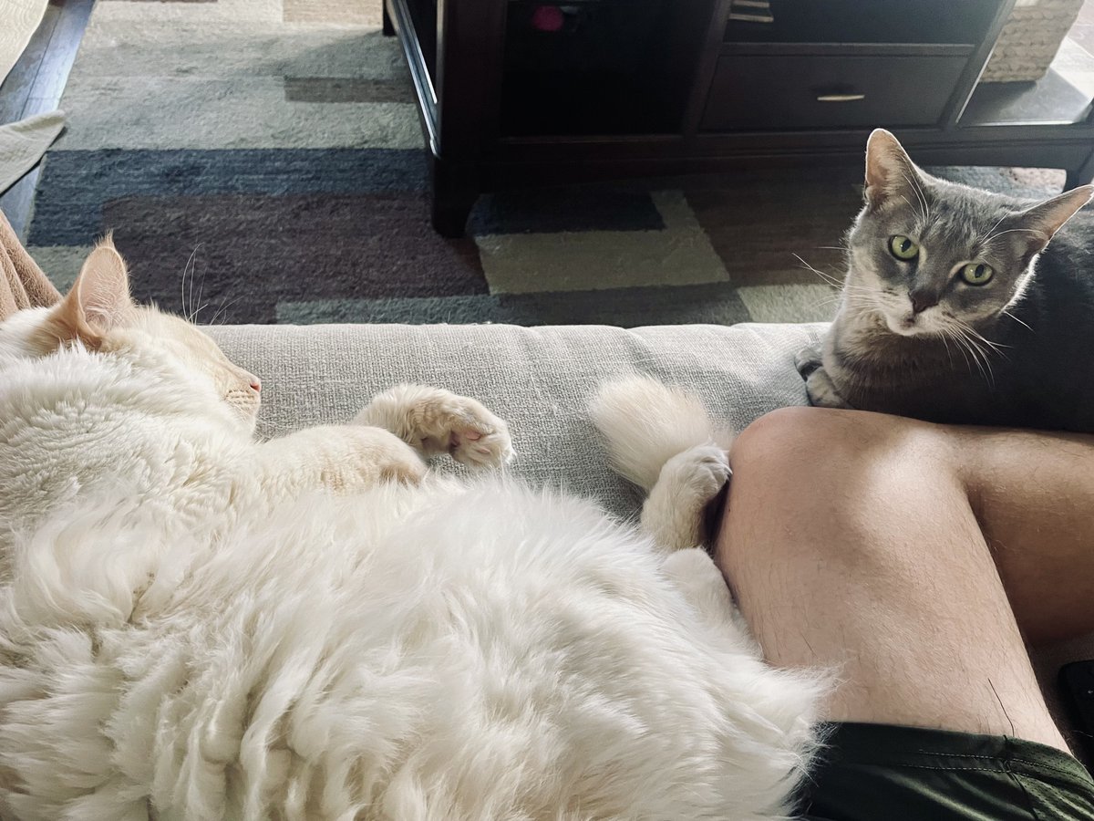 Max_Evans85's tweet image. couch time