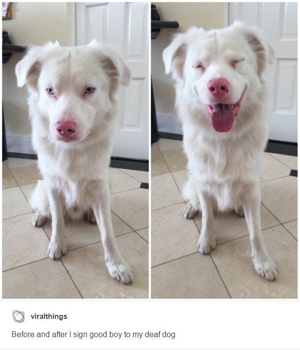 WholesomeMemes (@wholesomememe) on Twitter photo 