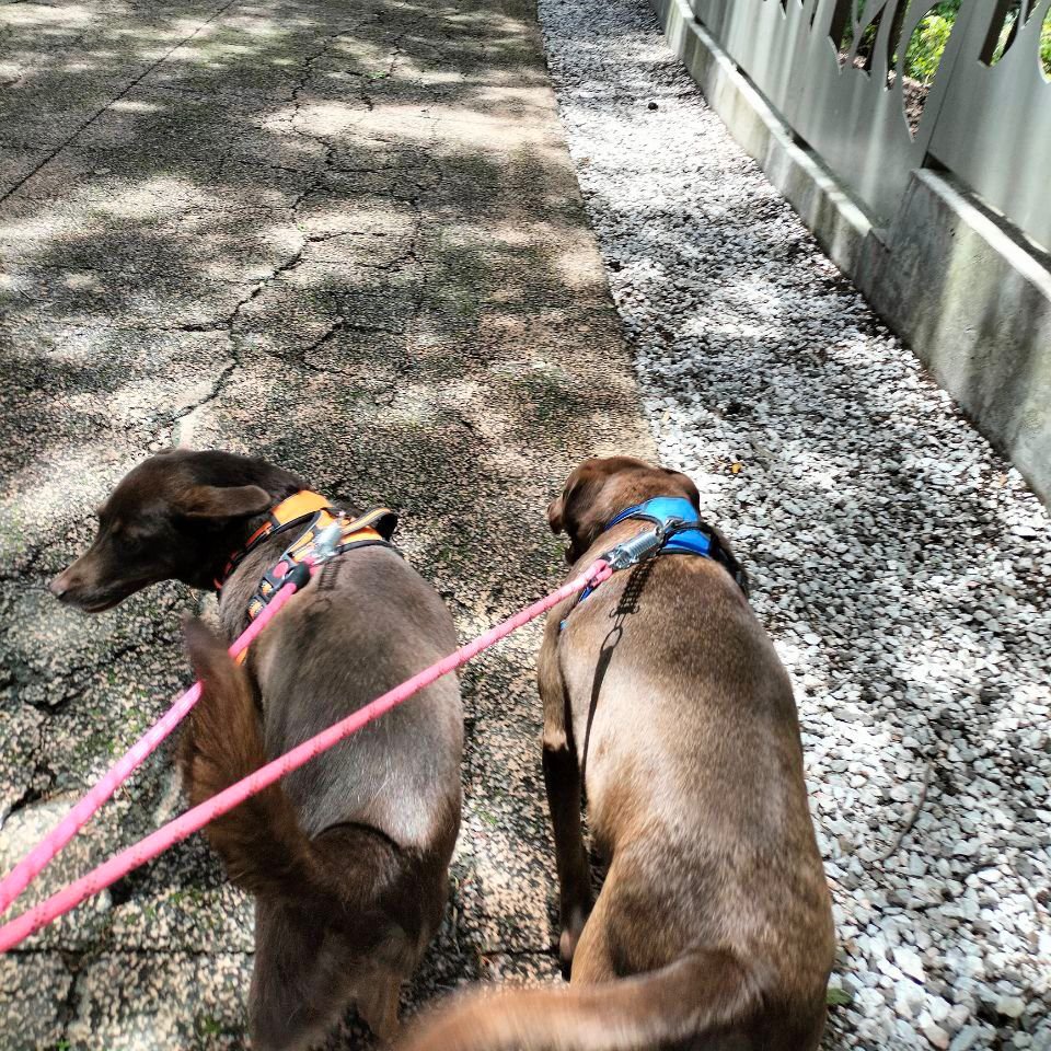 IBAGobPue's tweet image. 🐶 Nuestros peludos disfrutan de paseos diarios que estimulan su mente y les brindan alegría y confianza.
🌟 Recuerda que brindarles tiempo de recreación y espacios de esparcimiento son parte de ser un teniente responsable.
#PorAmorAPuebla #PensarEnGrande