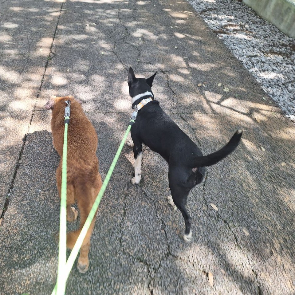 IBAGobPue's tweet image. 🐶 Nuestros peludos disfrutan de paseos diarios que estimulan su mente y les brindan alegría y confianza.
🌟 Recuerda que brindarles tiempo de recreación y espacios de esparcimiento son parte de ser un teniente responsable.
#PorAmorAPuebla #PensarEnGrande