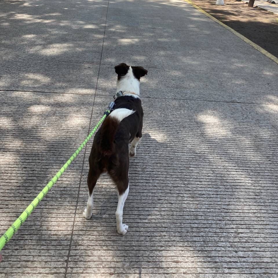 IBAGobPue's tweet image. 🐶 Nuestros peludos disfrutan de paseos diarios que estimulan su mente y les brindan alegría y confianza.
🌟 Recuerda que brindarles tiempo de recreación y espacios de esparcimiento son parte de ser un teniente responsable.
#PorAmorAPuebla #PensarEnGrande