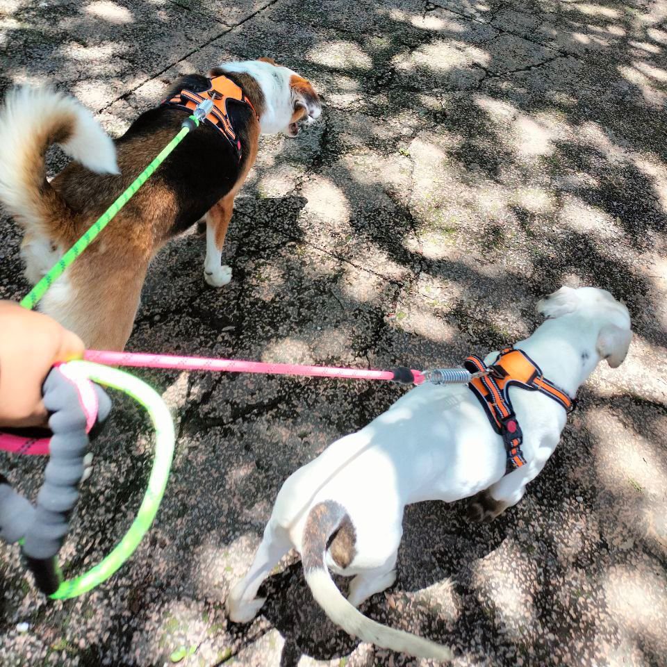 IBAGobPue's tweet image. 🐶 Nuestros peludos disfrutan de paseos diarios que estimulan su mente y les brindan alegría y confianza.
🌟 Recuerda que brindarles tiempo de recreación y espacios de esparcimiento son parte de ser un teniente responsable.
#PorAmorAPuebla #PensarEnGrande