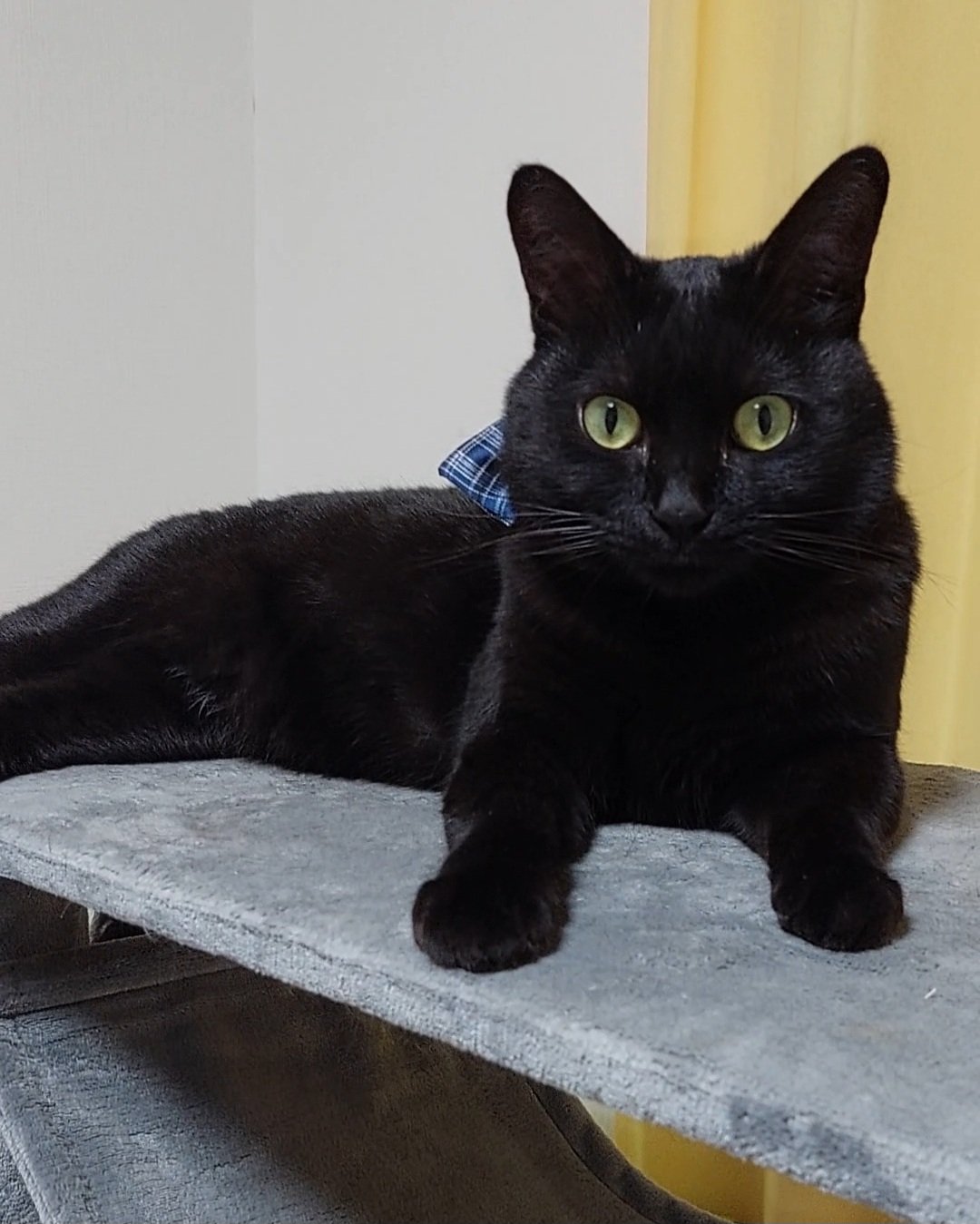 黒猫 ぽてと on X: 