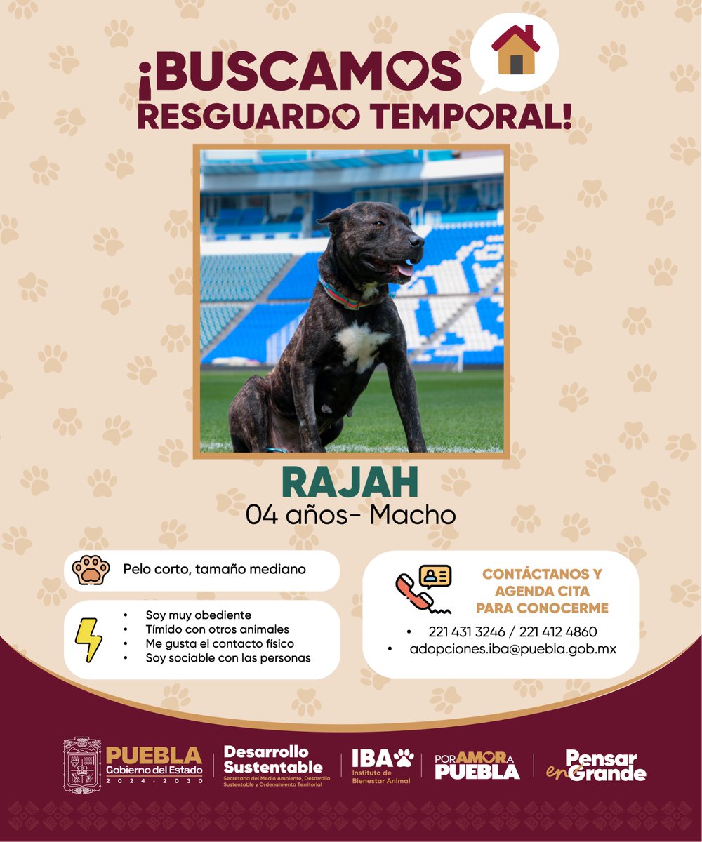 IBAGobPue's tweet image. 🖤 Rajah es fuerte, observador y noble, y hoy, espera con paciencia una segunda oportunidad.
📢 Nuestros peludos son rescatados por crueldad o maltrato, es decir, están en un proceso legal abierto, cuando concluya podrán ser parte de una adopción definitiva y responsable.