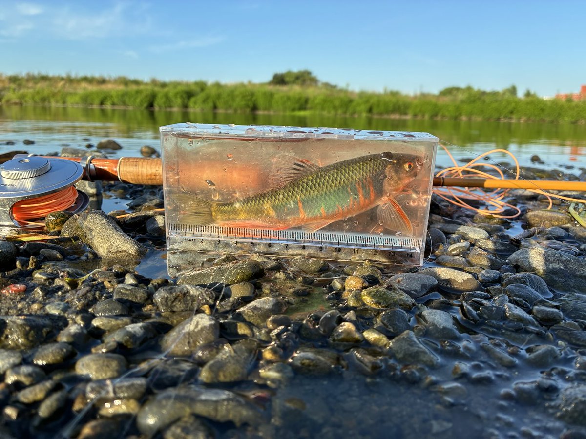 朝日を浴びて映える夏のオイカワ。
今年も会えました。