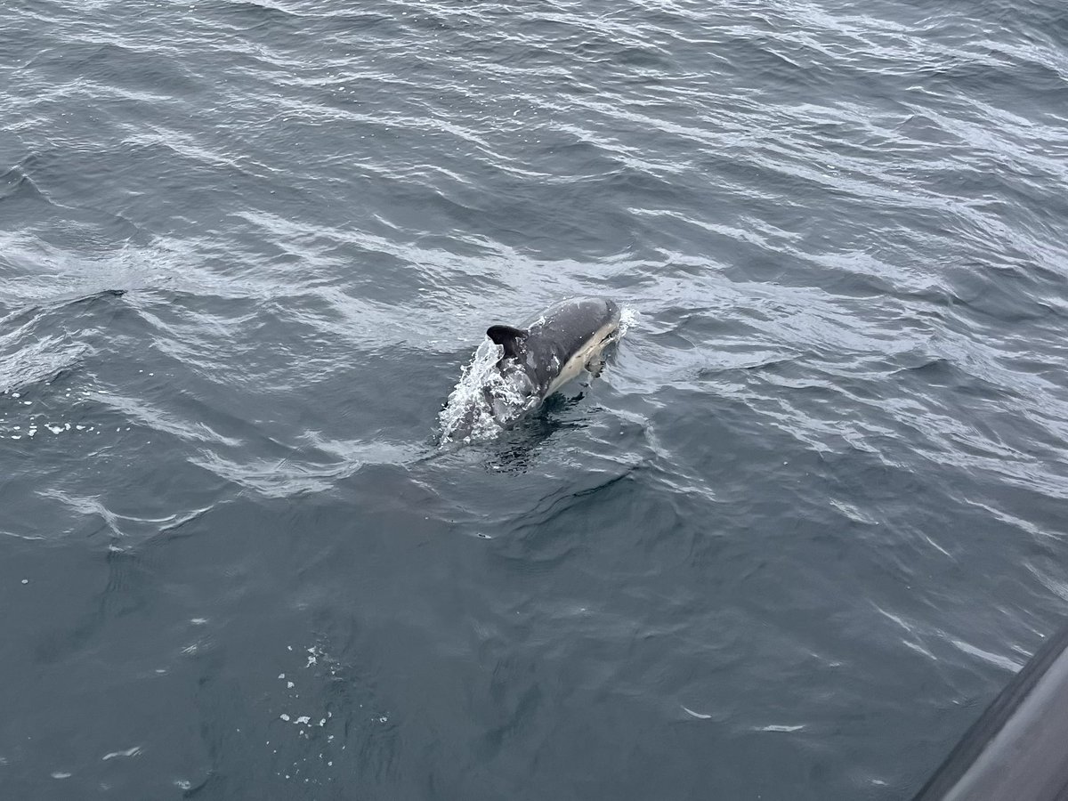 RebeccaMinelga's tweet image. Amazing day wildlife spotting in the Hebrides! #travel #scotland #adventure #wildlife