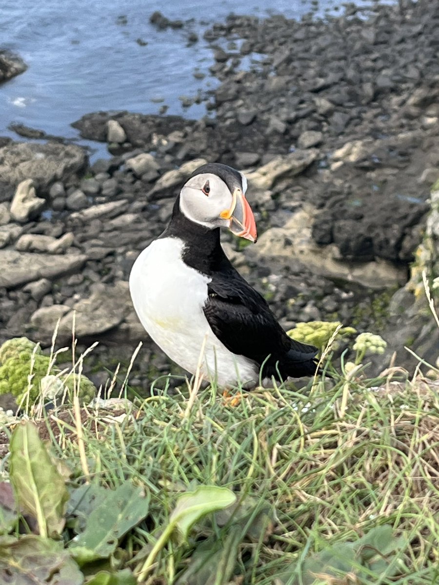 RebeccaMinelga's tweet image. Amazing day wildlife spotting in the Hebrides! #travel #scotland #adventure #wildlife