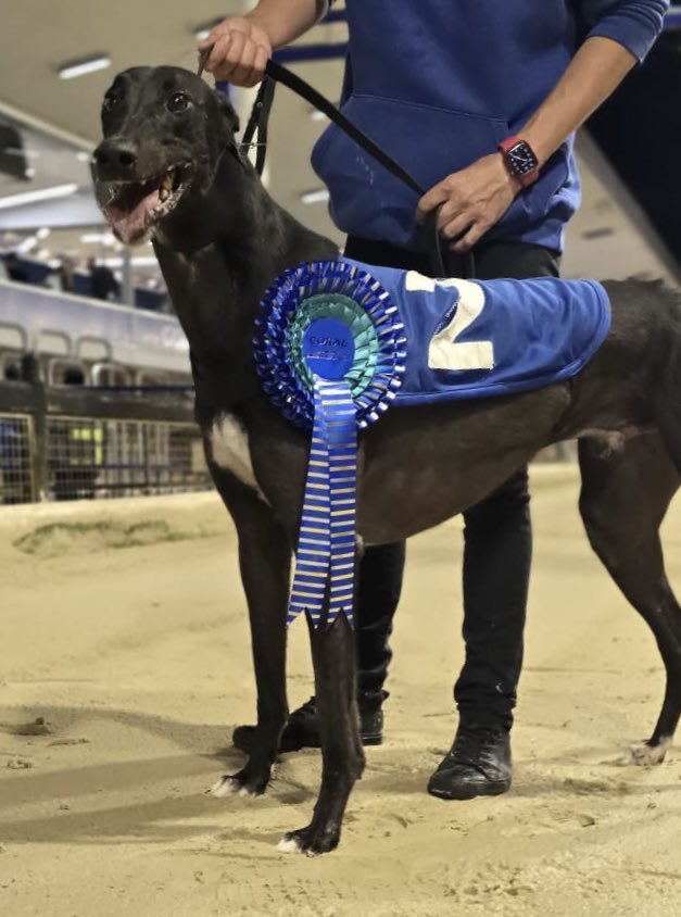 RomfordDogs's tweet image. ⭐️Winner of Race 12 - Romford Saturday 26th July 2025

🥇Trap 2 - BURGESS COOLIO

Trainer🏆- Martyn Wiley
Owner(s)🐾- Mr G.Bruce, Mr R.Hatton, Mr D.D.Williams

Congratulations to Connections!💕