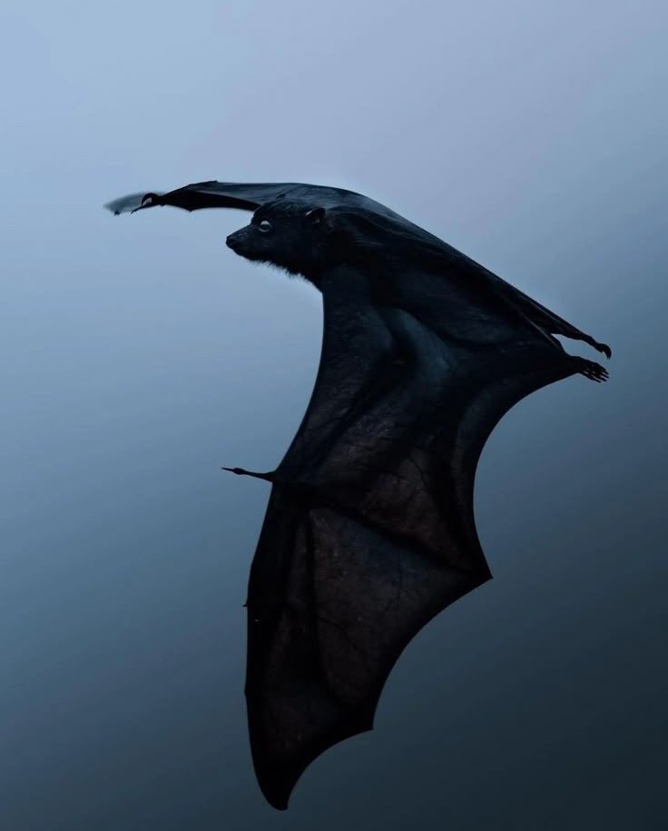 ivannieblas's tweet image. #Baturday
