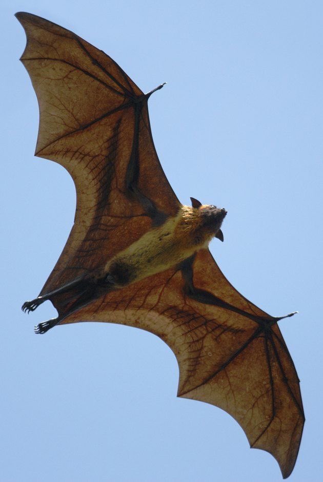 ivannieblas's tweet image. #Baturday