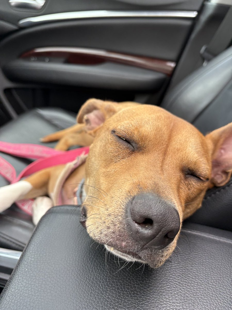 Somebody had a good time at doggy daycare today