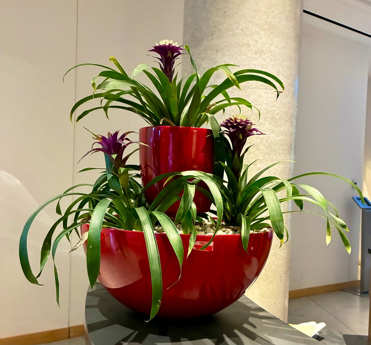 Spotted this display of bromeliads last week. Effective!