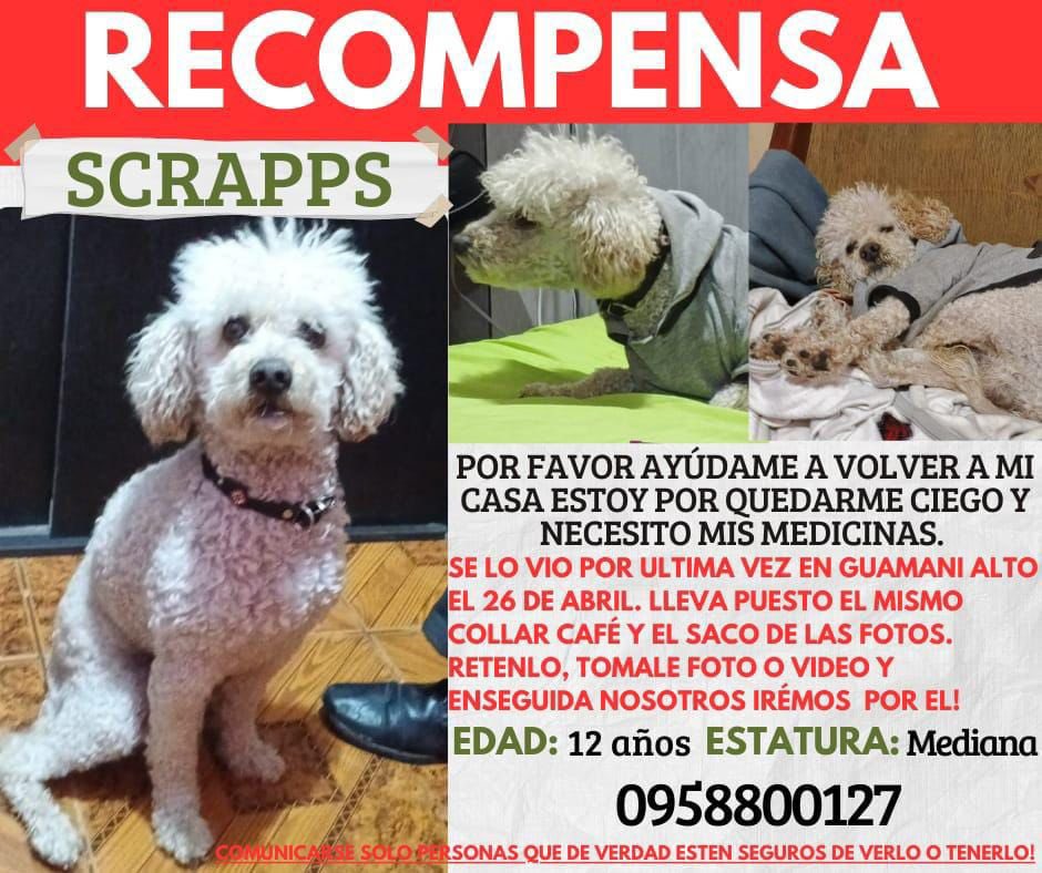 #PERDIDO #QUITO
Nombre: #SCRAPPS
Fecha: 26/04/25
Sector: Sur, Conjuntos Altos de Guamani Calle Francisco Campos y Colectora E
Sexo: Macho
Raza: French
Obsv.: Pata derecha trasera al sentarse se le va hacia adentro, collar sin placa
0958800127
SE OFRECE RECOMPENSA
#AlertaMePerdí