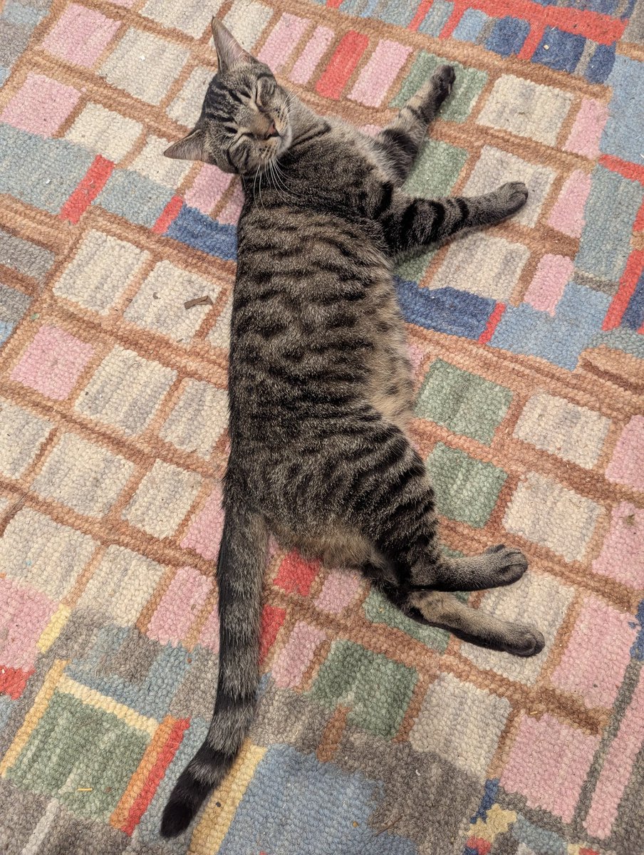 The face that Bugsy made when I told him he saved me from being eaten by the spider that was running towards me just now. I think he might be proud of himself..🤔