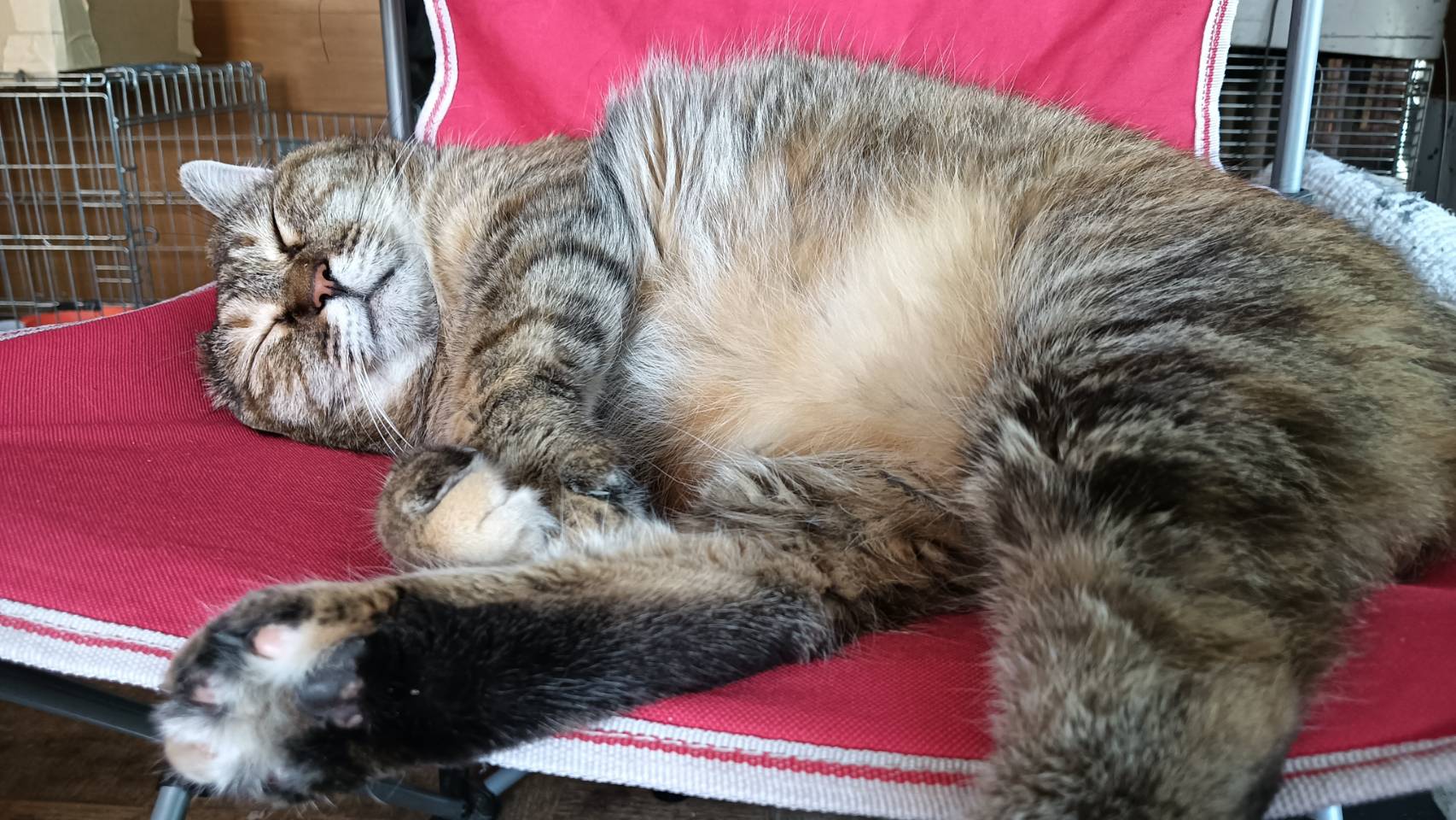 ホワイトタイガー Onitsuka Tiger Runspark 