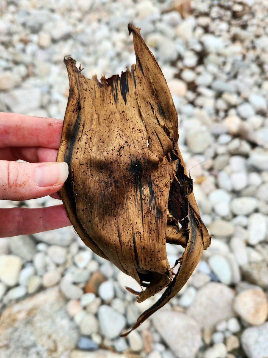 Rare find — Flapper Skate egg case (Dipturus intermedius) found at Silverstrand, Galway

<a href="/GalwayAquarium/">Galway Atlantaquaria</a> <a href="/BioDataCentre/">Biodiversity Ireland</a> #Galway #Gaillimh #MermaidsPurse