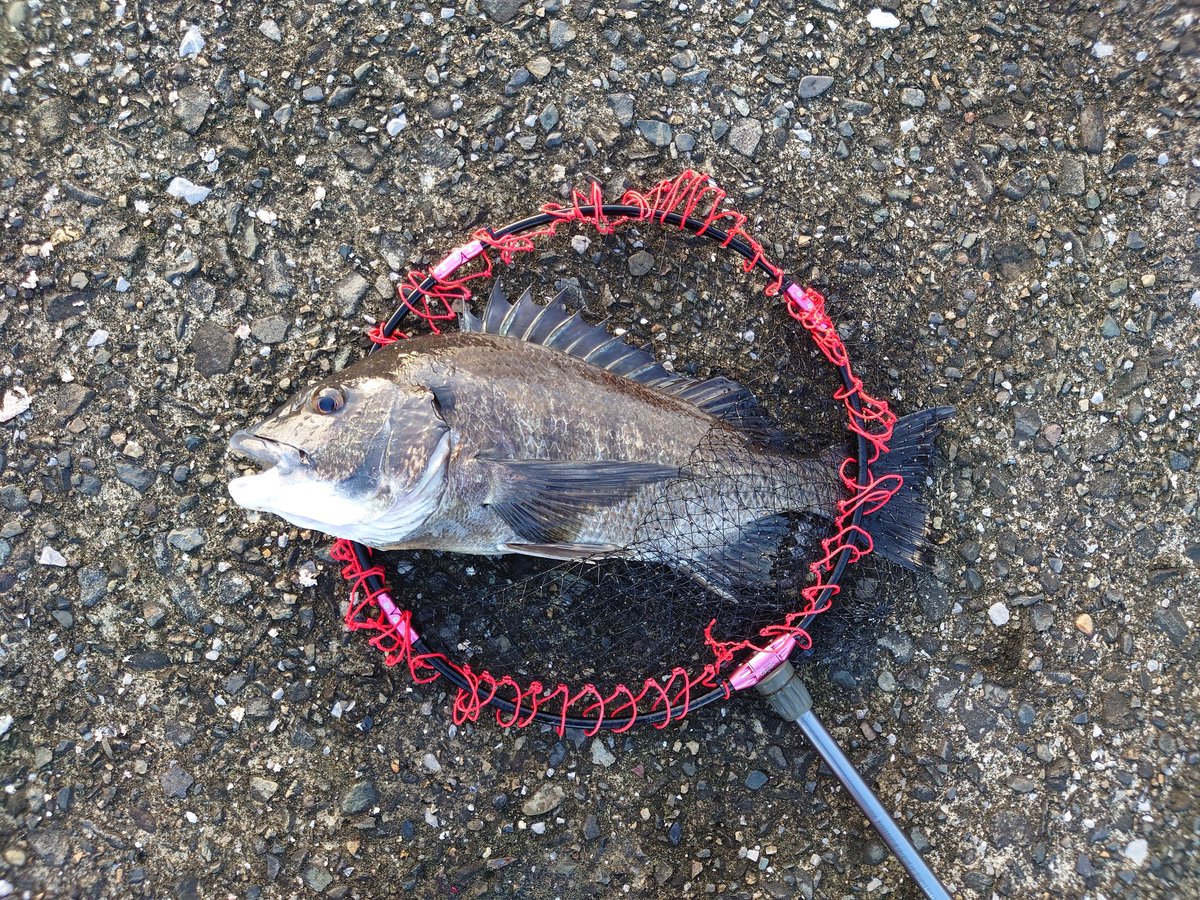 kotetu729's tweet image. 近場にチヌ釣り