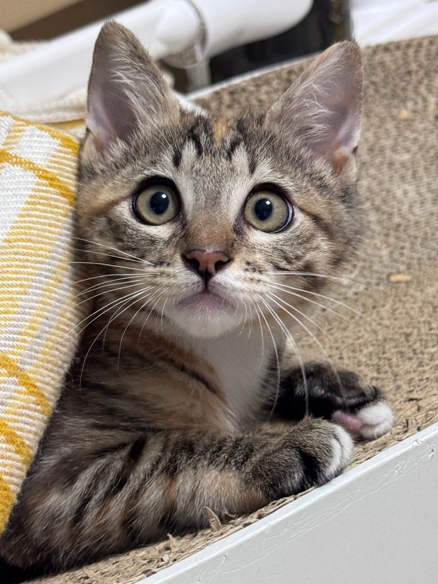 _imbo___'s tweet image. 조은아침!
가조기 오고이써요?!
곤히 입양신청 링크⬇️
nabiya.org/adopt
🐱 곤히/여/2025년5월11일생(추정)
🐱 2차 접종/구충완료
#나비야사랑해_곤히 #가족찾는_곤히 #서울경기인천