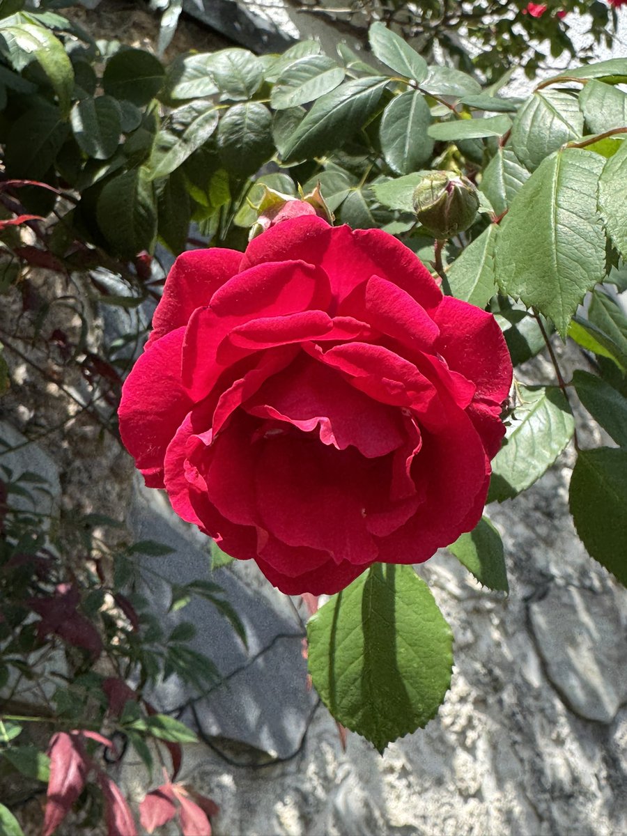 kenji821max's tweet image. おはようございます🍀

7月27日(日)

良い日曜日を
お元気にお過ごし下さい🌹