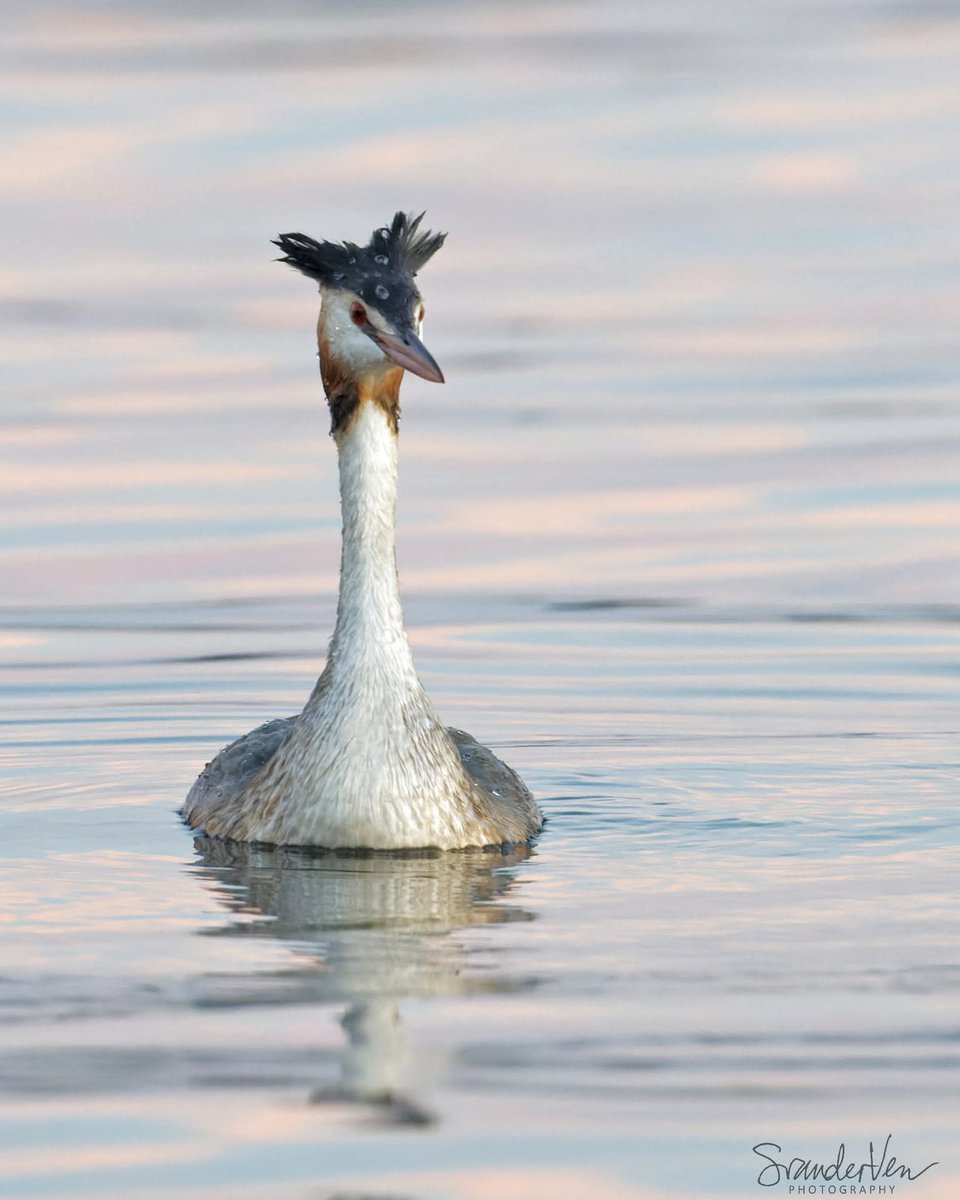 ItakeBirdPics's tweet image. Great Crested Grebe
Nifterik in The Netherlands. September 2021 #greatcrestedgrebe #grebe #birdphotography #naturephotography