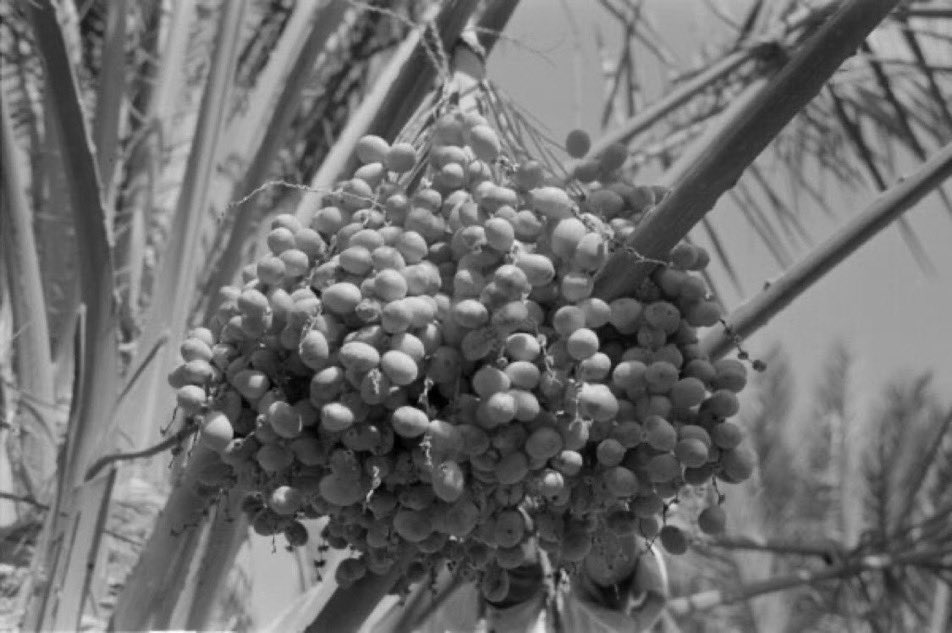 Najdi Memoirs tweet media