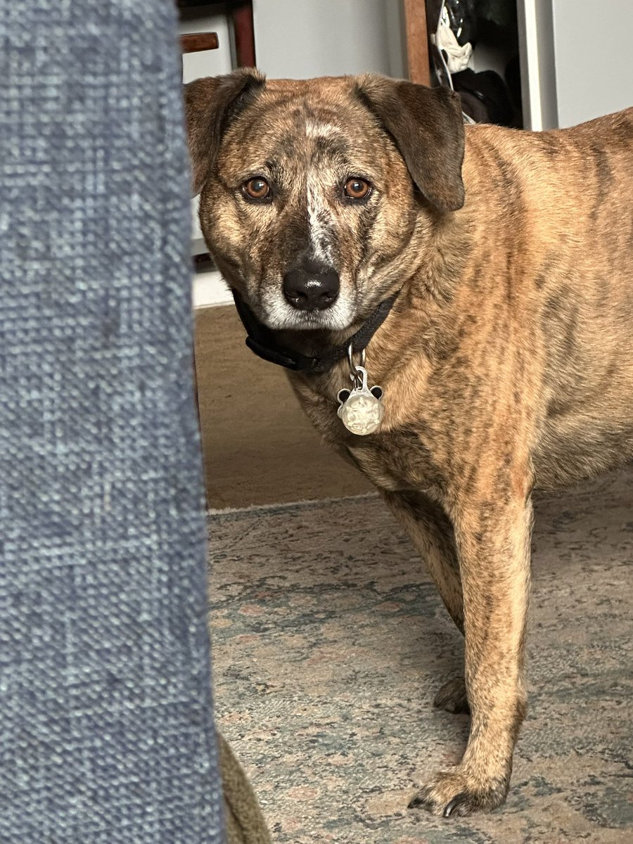 Dana Spies tweet media