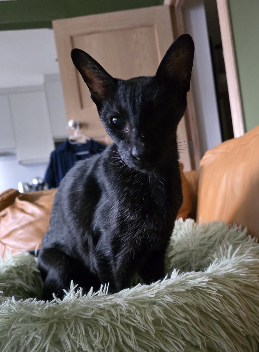 johnstf's tweet image. Matteo realised that he had a dirty face, but he was just seconds too late. Dad had already snapped him. 😹 #CatsOfTwitter #meezer