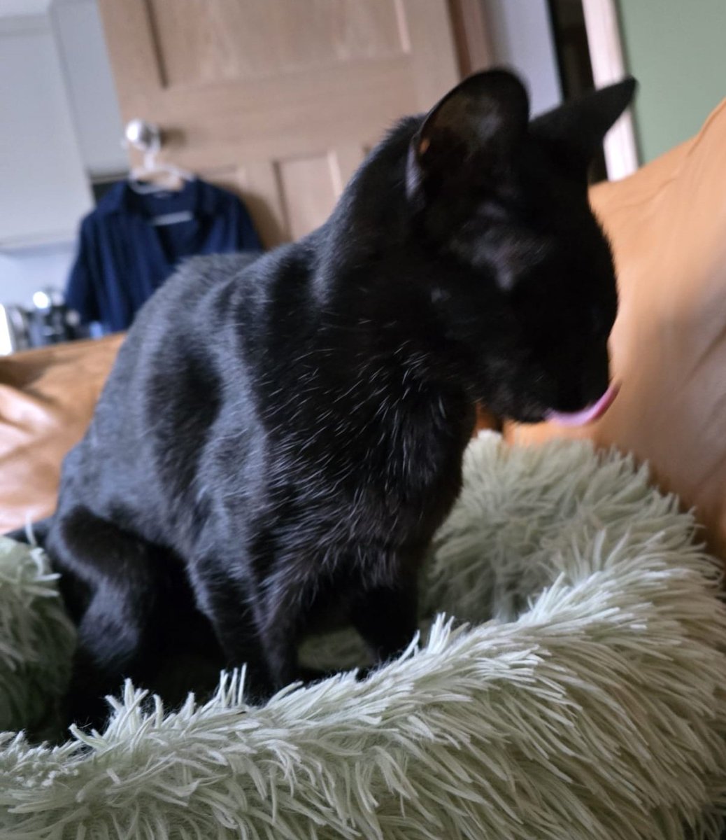 johnstf's tweet image. Matteo realised that he had a dirty face, but he was just seconds too late. Dad had already snapped him. 😹 #CatsOfTwitter #meezer